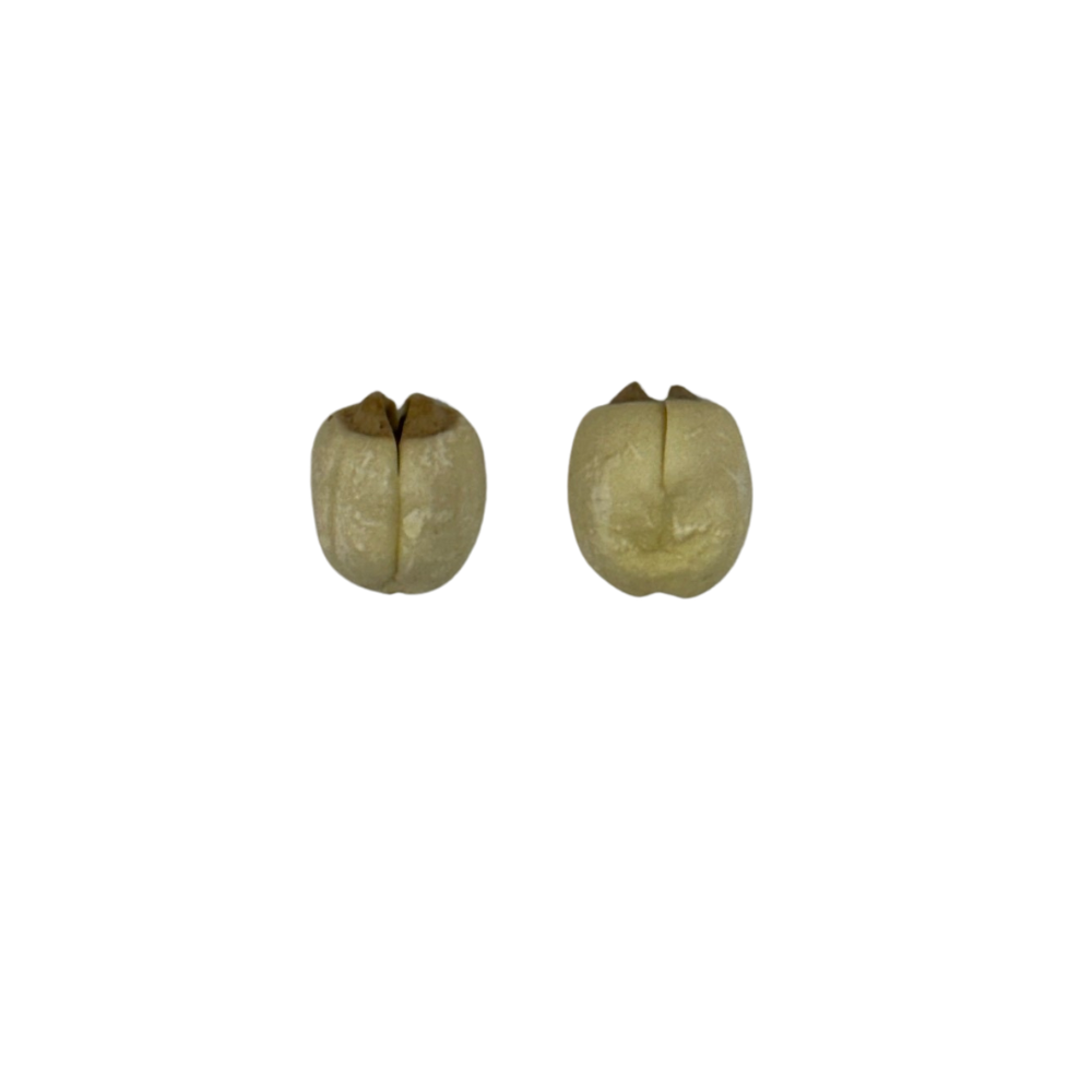Eve Roots Eve & Eve Root