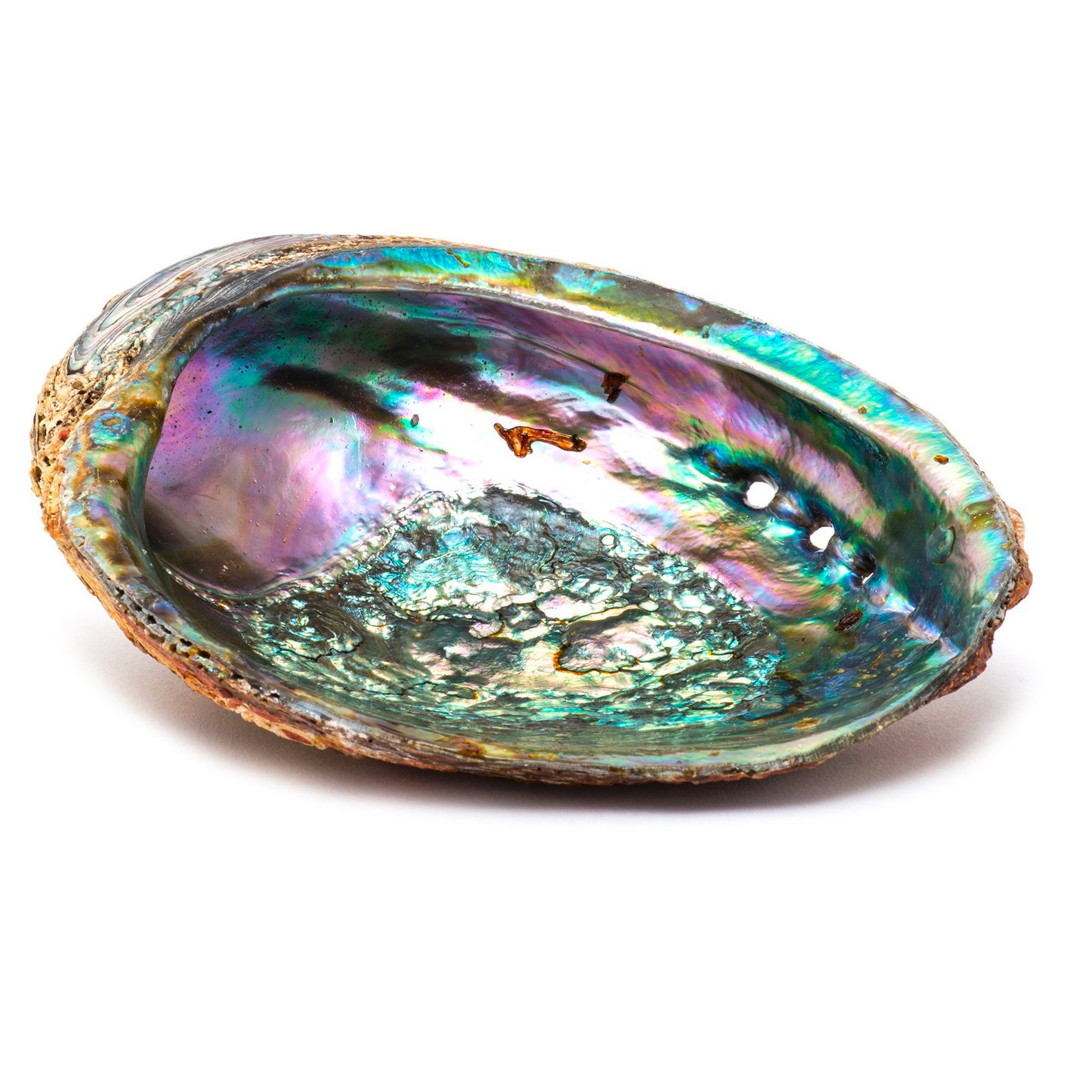 Albourne Shell Abalone Shell Ash Catcher for Smudging Ceremonies