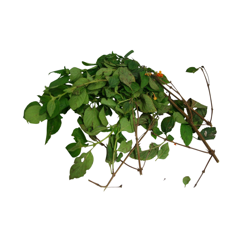 洋楽 SPIRIT AGENT BOTANICA AREPAZ PREFUSE 73 洋楽 SPIRIT AGENT