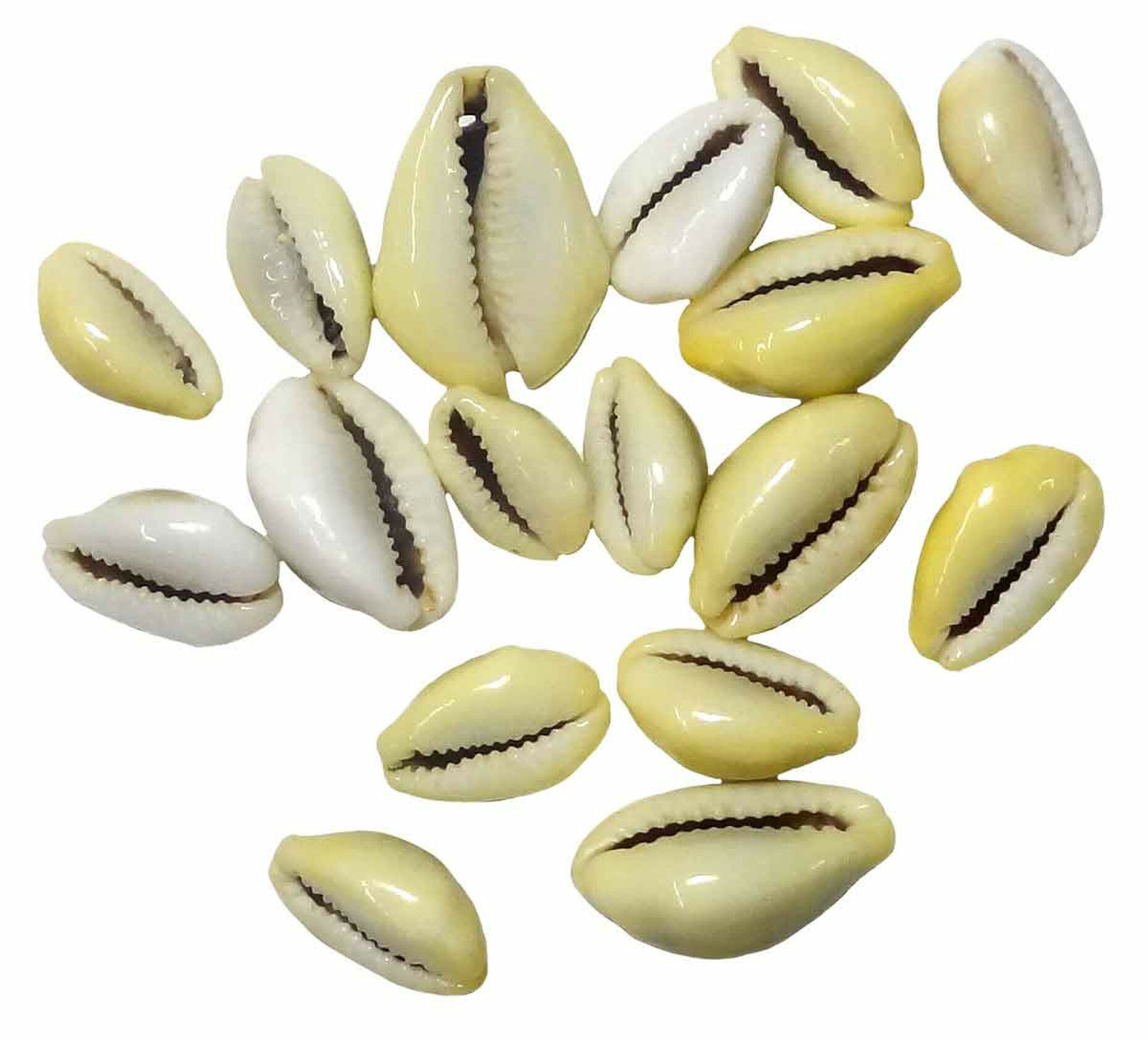 Cowrie Shells for Divination & Protection