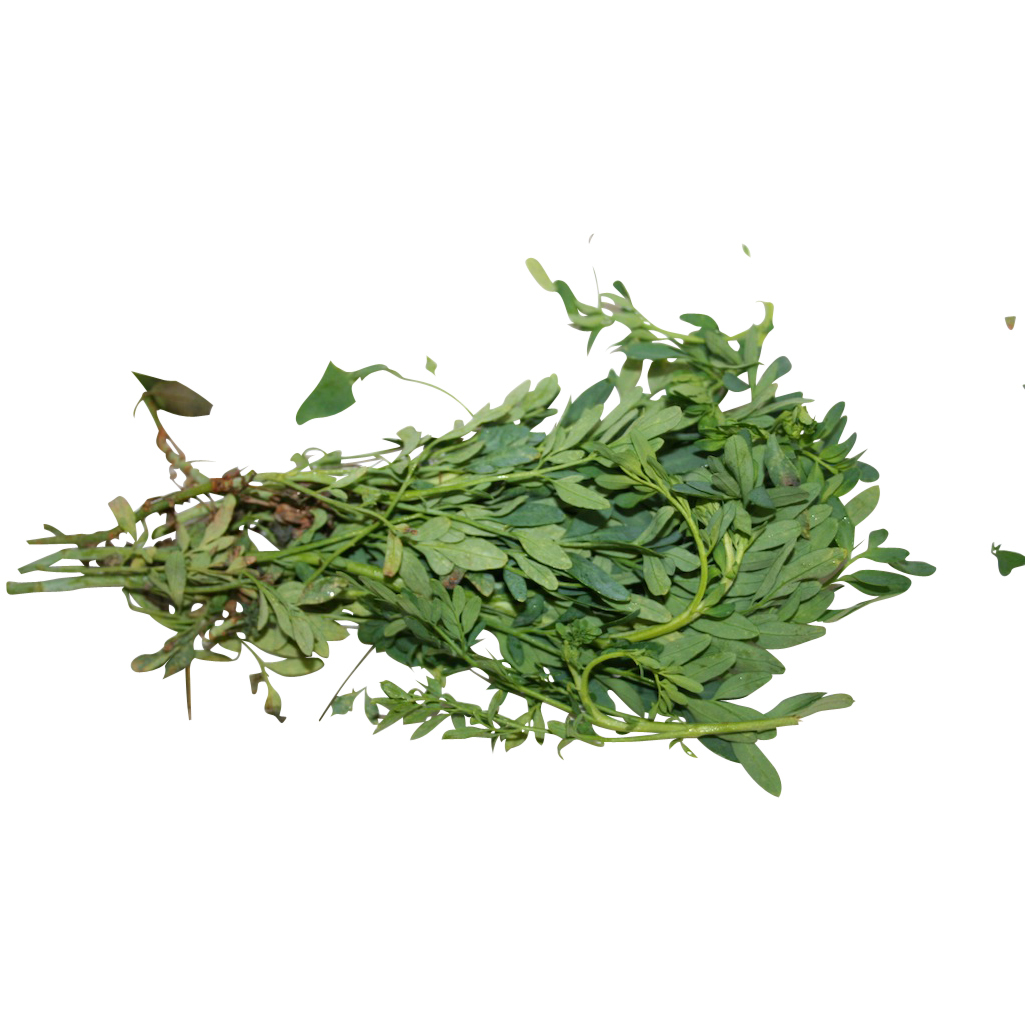 Fresh Rue (Ruda) Plant For Love and Protection