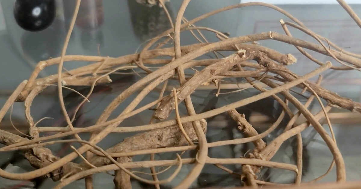 The Many Spiritual Uses of Devil's Shoestring
