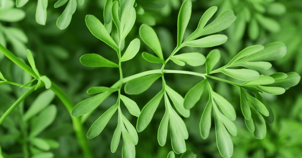 The Magical Uses of the Rue Plant | Protection, Luck, Money