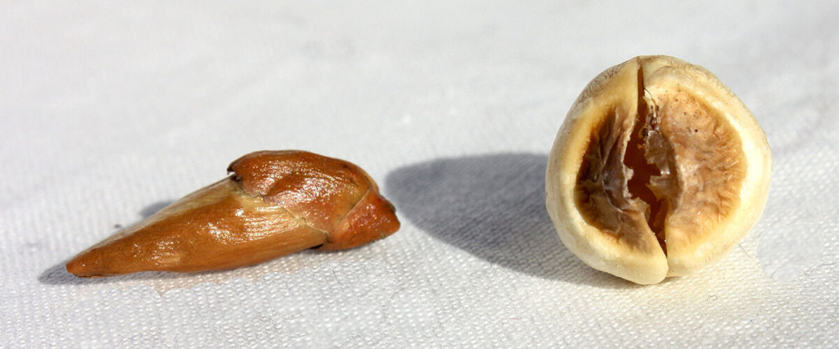 Adam eve roots magickal uses