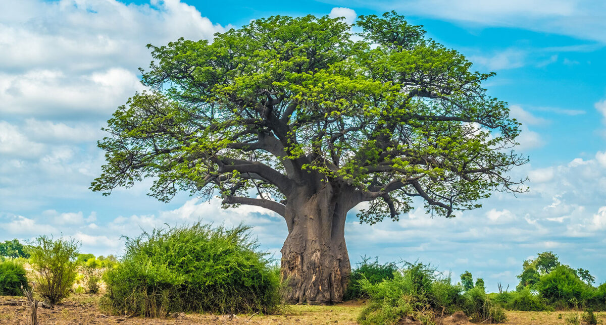 Baobab tree