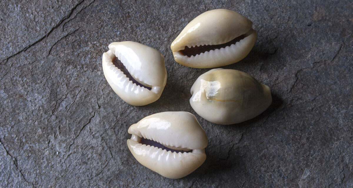 Cowrie shell obi divination