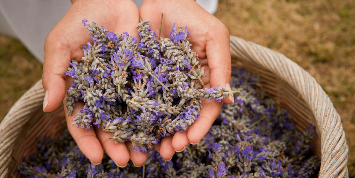 Lavender flowers herb magic