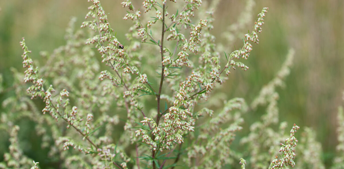 Mugwort plant magic