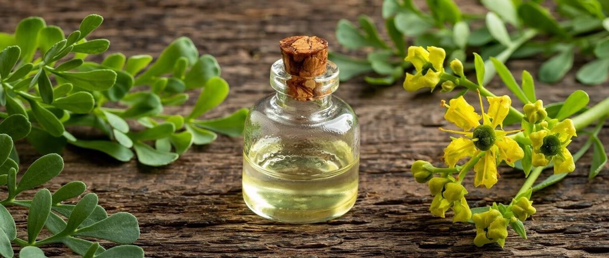 Ruda rue oil