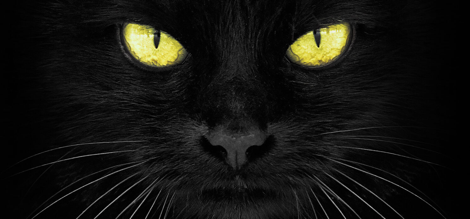 Black cat products rituals magic