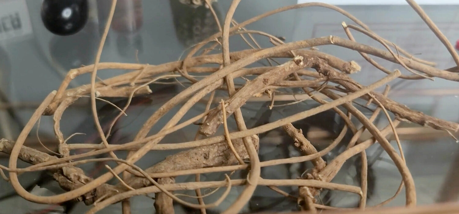 Devils shoestring root rituals