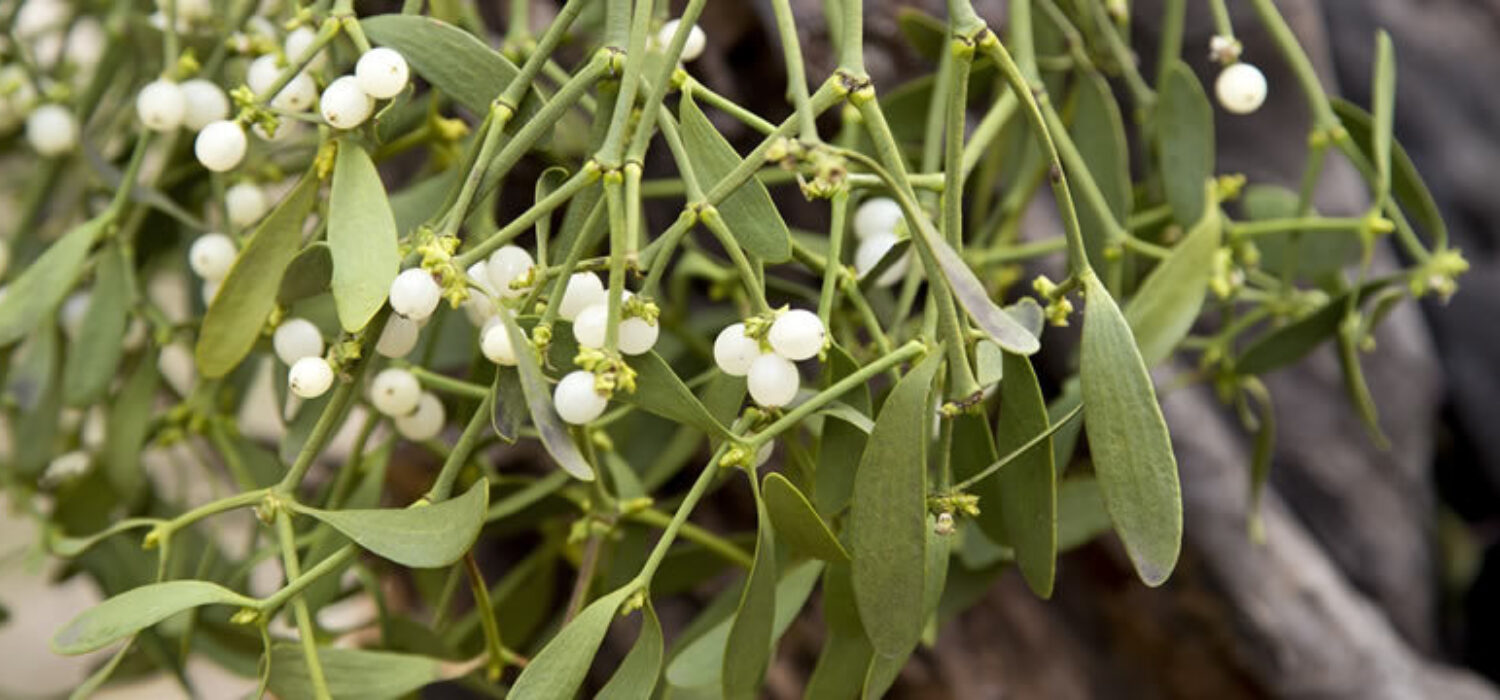 Mistletoe magical uses spells rituals