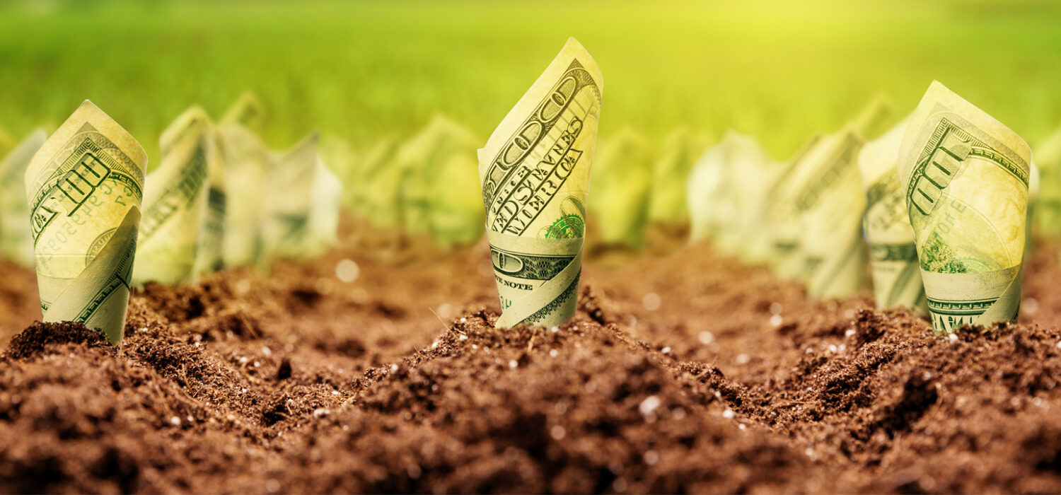 Money drawing plants herbs