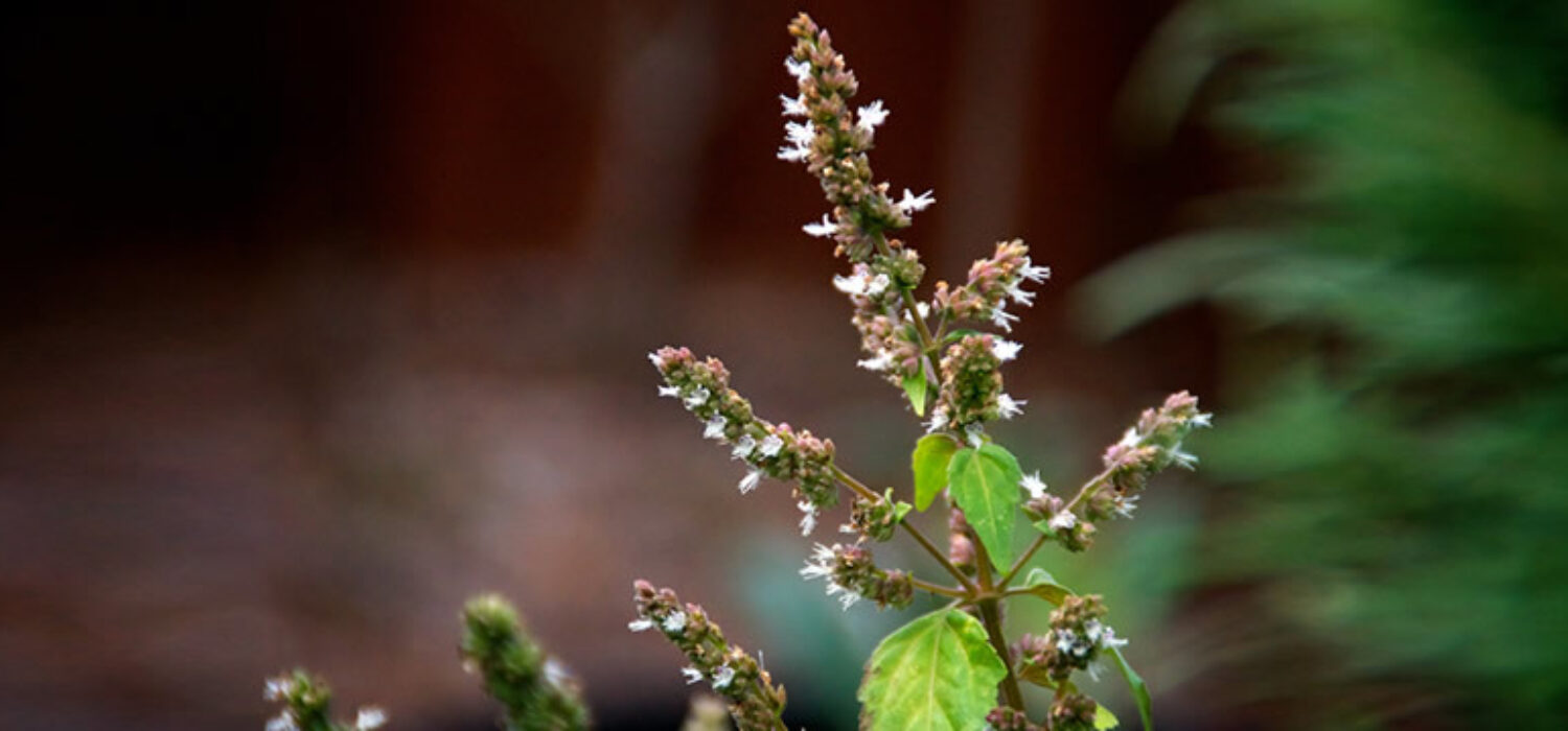 Patchouli plant uses