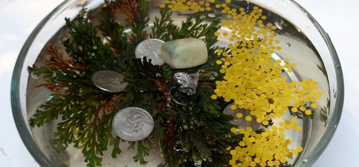 Rose of jericho plant luck abundance