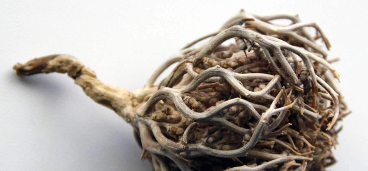 Rose of jericho spiritual uses spells