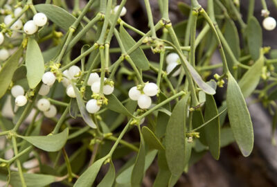 Mistletoe magical uses spells rituals