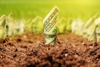 Money drawing plants herbs