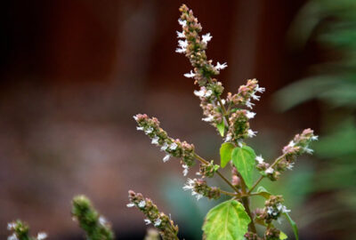 Patchouli plant uses