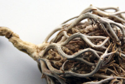 Rose of jericho spiritual uses spells