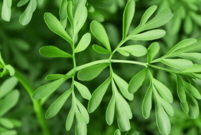 Rue ruda herb magic rituals spells