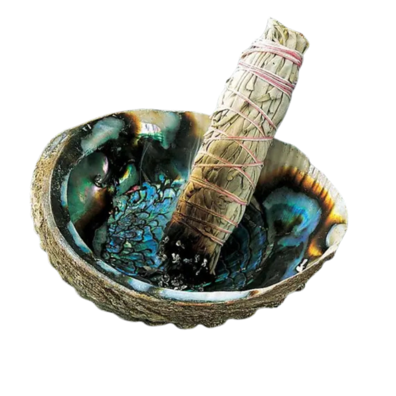 Abalone shell plus sage