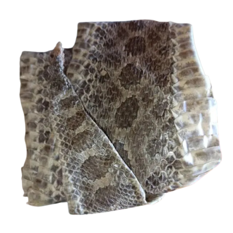 Snake skin