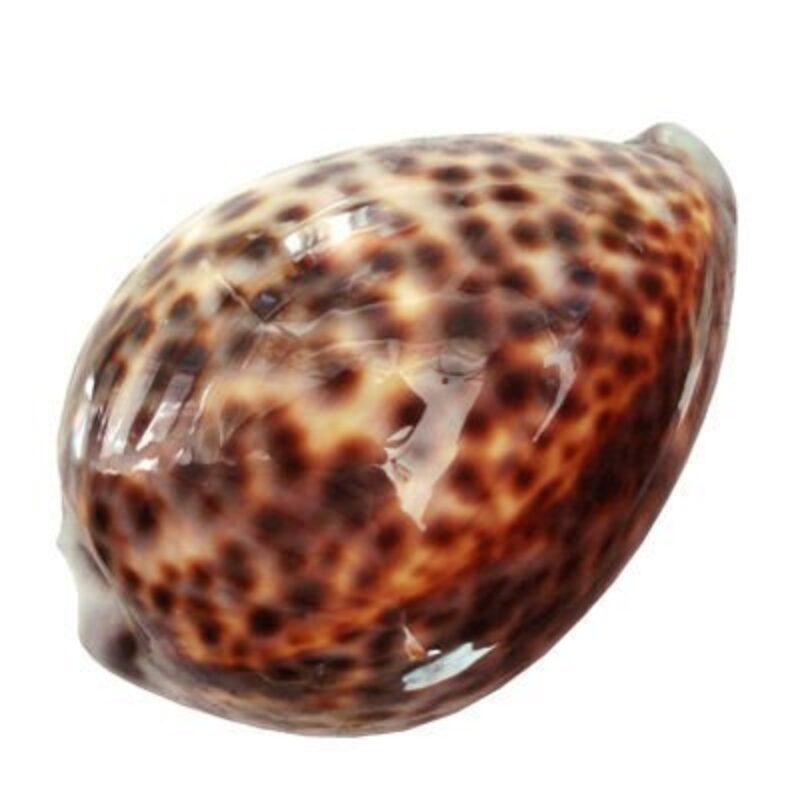 Tiger Cowry seashells 19575