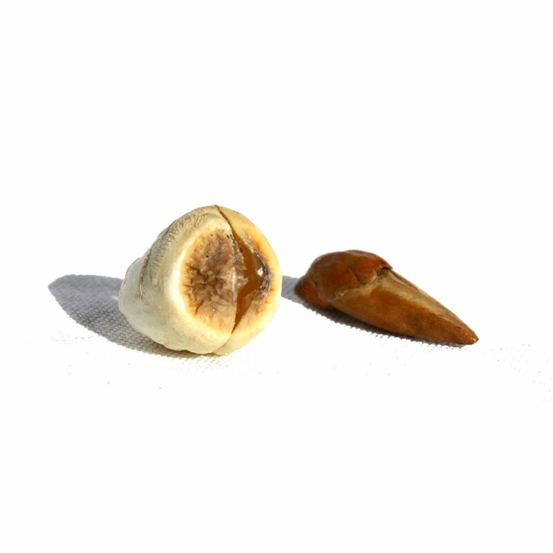 Adam and eve root