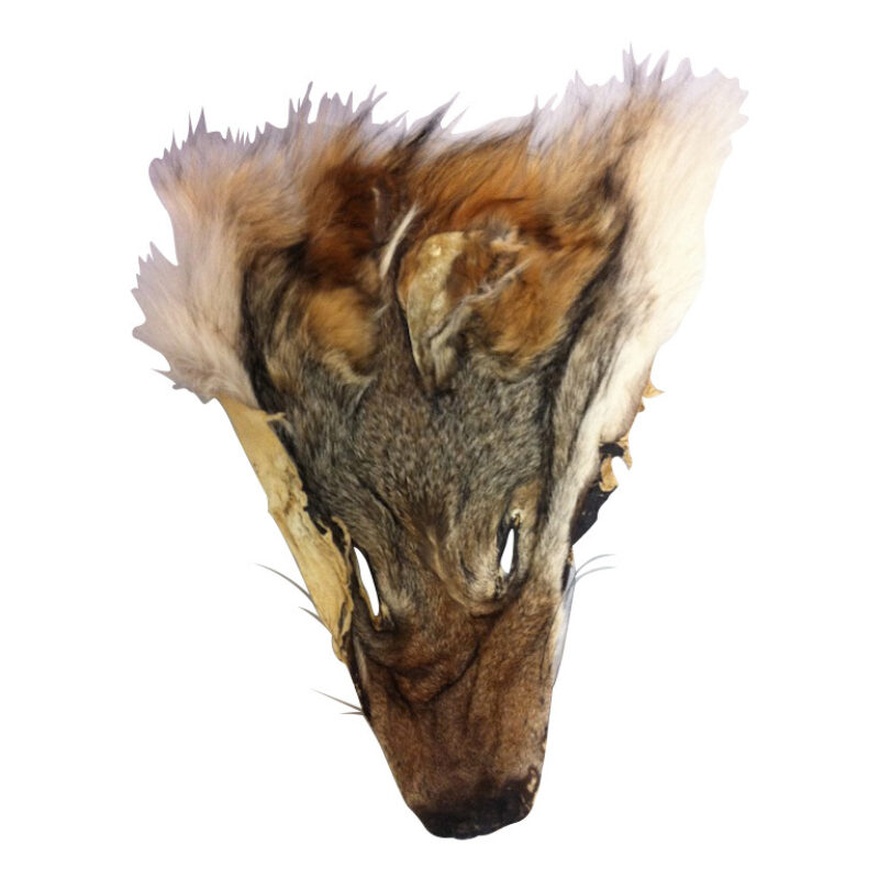 Coyote facesss ifa 03684