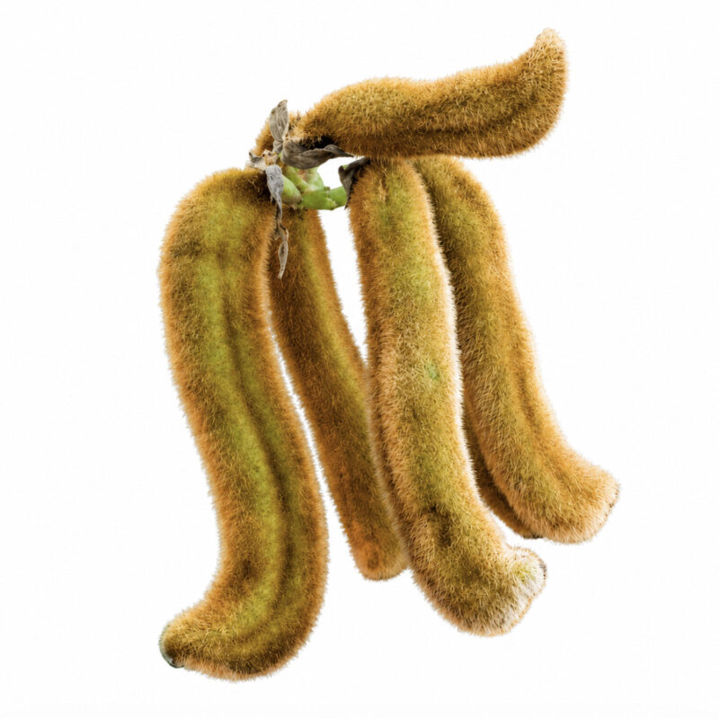 Fogarate velvet bean pods, also known as pica pica and cowhage
