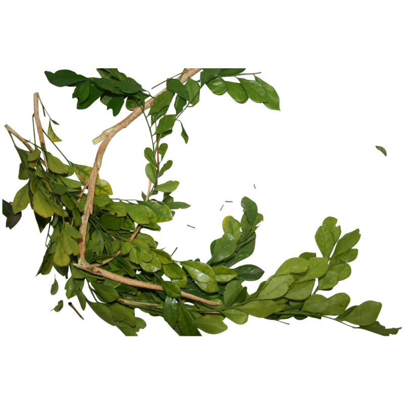 Rompe muralla fresh herb 07455 1421279416 1280 1280 87500