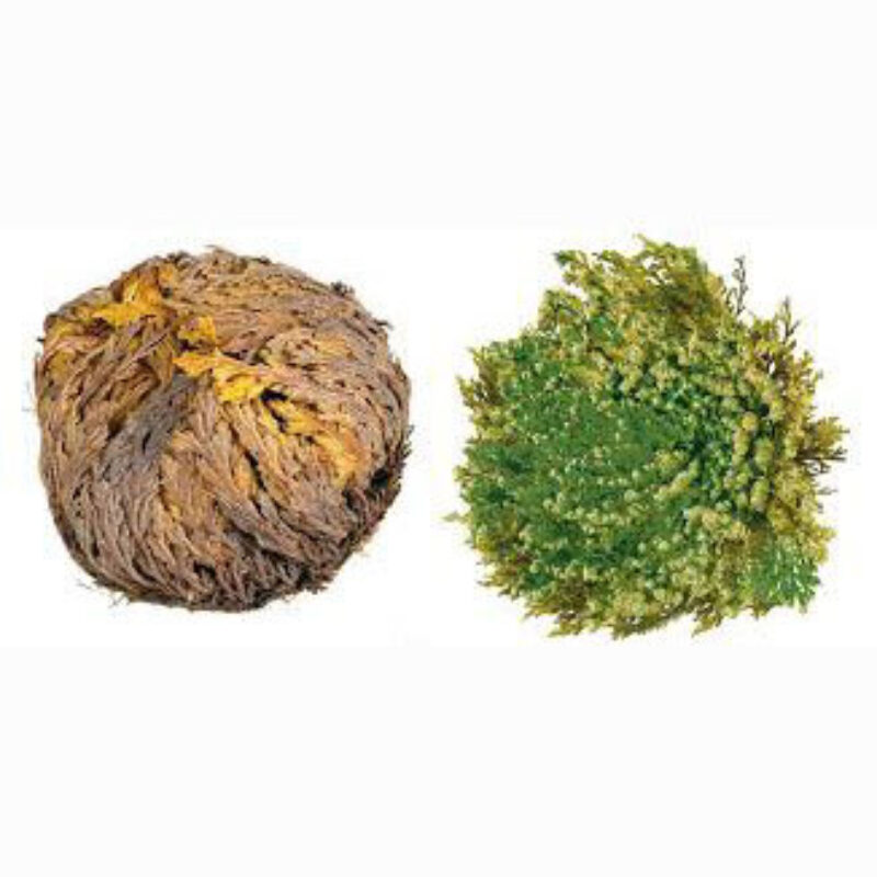 Rose of jericho 25573