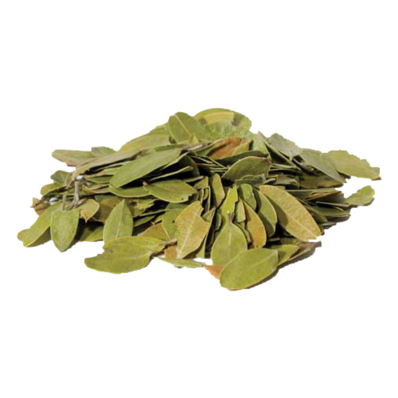 Uva ursi magical herb 48502