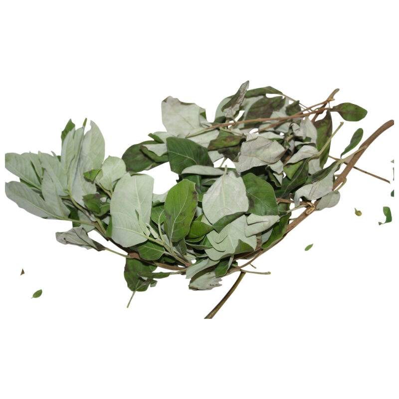 Vencedor fresh herb 52683