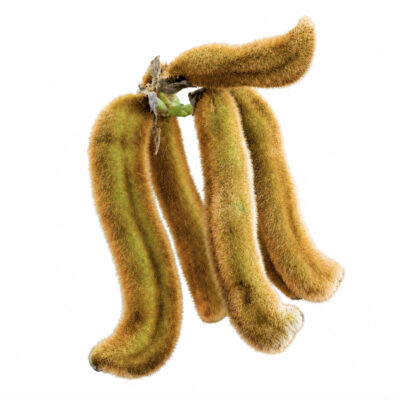 Fogarate velvet bean pods, also known as pica pica and cowhage