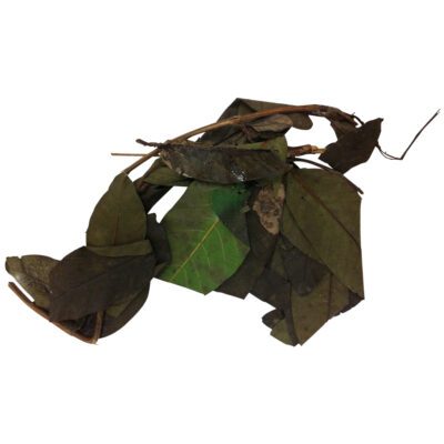 Guayaba fresh herb 29427