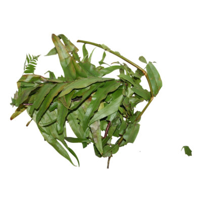 Helecho fresh herb 83644 1421278646 1280 1280 97860