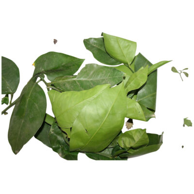 Hojas naranja fresh herb 97986