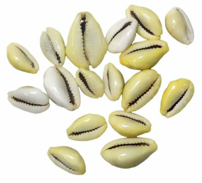 Money cowrie 2 web 39629