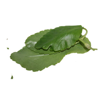 Prodigiosa fresh herb 15872