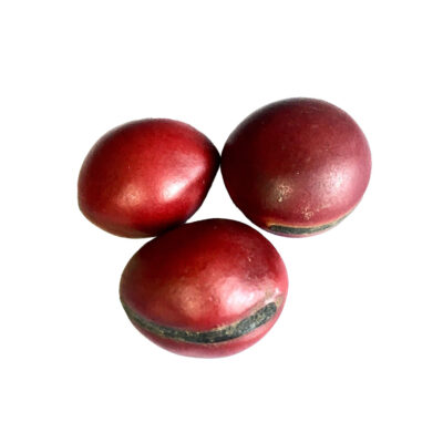 Red mate seed semilla de mate en rojo