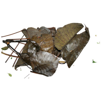 Salvadera fresh herb 09367