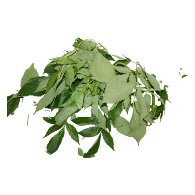 Sauco fresh herb 73722